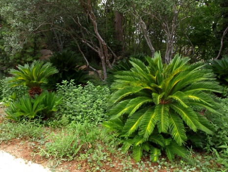 Small Palms  Small Palms